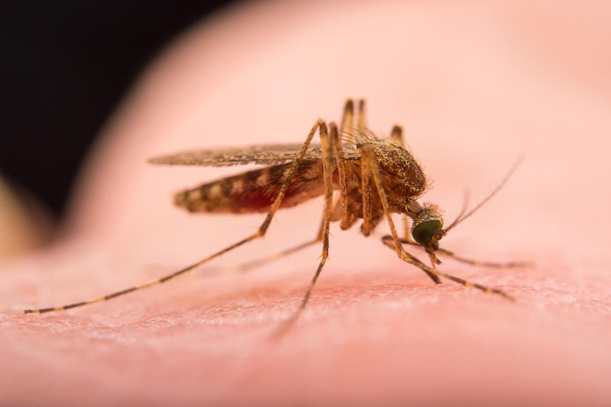 Why mosquitoes don’t get infected by Malaria? - Plasmodium and Granulocytes Facts