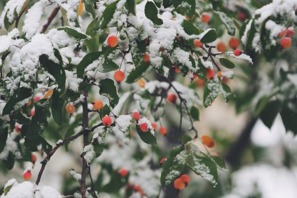 10 winter-resistant plants that can withstand a snowstorm